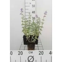 GRDplanten 6 x Nepeta faas. 'Six Hills Giant' - Katzenminze - Topf 9 x 9 cm