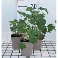 GRDplanten 6 x Geranium hybr. 'Joy' - Storchenschnabel - Topf 9 x 9 cm