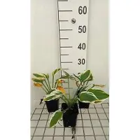 GRDplanten 6 x Hosta hybr. 'Minute Man' - Hosta - Topf 9 x 9 cm