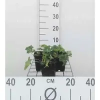 GRDplanten 6 x Geranium hybr. 'Azure Rush' - Storchenschnabel - Topf 9 x 9 cm