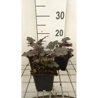 GRDplanten 6 x Heuchera hybr. 'Frosted Violet Dream' - Purpurglöckchen - Topf 9 x 9 cm