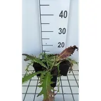 GRDplanten 6 x Cirsium riv. 'Trevor's Blue Wonder' - Kratzdistel - Topf 9 x 9 cm