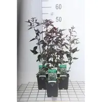 GRDplanten 6 x Eupatorium rug. 'Chocolate' - Wasserdost - Topf 9 x 9 cm