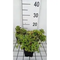 GRDplanten 6 x Campanula lact. 'White Pouffe' - Bergminze - Topf 9 x 9 cm