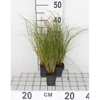 GRDplanten 6 x Carex test. 'Prairie Fire' - Orange Segge - Topf 9 x 9 cm