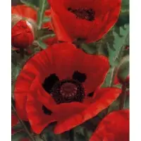 GRDplanten 6 x Papaver or. 'Marcus Perry' - Mohn - Topf 9 x 9 cm