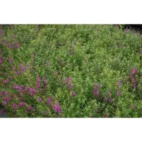 GRDplanten 6 x Lythrum sal. 'Swirl' - Weiderich - Topf 9 x 9 cm