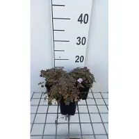 GRDplanten 6 x Geranium hybr. 'Dusky Crug' - Storchenschnabel- Topf 9 x 9 cm