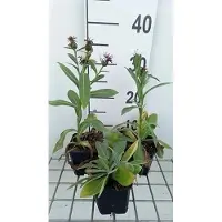 GRDplanten 6 x Centaurea mont. 'Amethyst Snow' - spornblume - Topf 9 x 9 cm