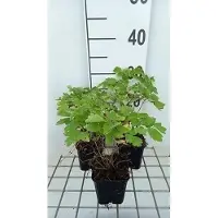 GRDplanten 6 x Thalictrum hybr. 'Black Stockings' - Wiesenraute - Topf 9 x 9 cm
