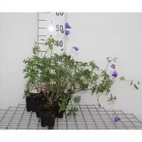 GRDplanten 6 x Geranium hybr. 'Orion' - Storchenschnabel- Topf 9 x 9 cm