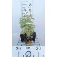 GRDplanten 6 x Delphinium (p) 'Black Knight' - Rittersporn - Topf 9 x 9 cm