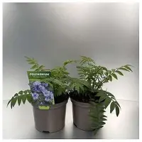 GRDplanten 6 x Polemonium caer. 'Heaven Scent' - Jakobsleiter - Topf 9 x 9 cm