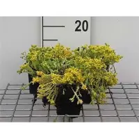 GRDplanten 6 x Sedum acre - Fettblatt - Topf 9 x 9 cm