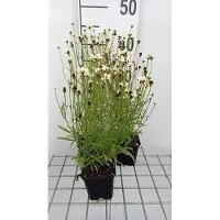 GRDplanten 6 x Coreopsis hybr. 'Fools Gold' - Mädchenauge - Topf 9 x 9 cm