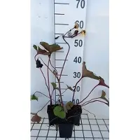 GRDplanten 6 x Ligularia dent. 'Desdemona' - Goldkolben - Topf 9 x 9 cm