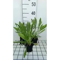GRDplanten 6 x Coreopsis grand. 'Schnittgold' - Mädchenauge - Topf 9 x 9 cm