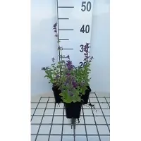 GRDplanten 6 x Nepeta racemosa 'Grog' - Katzenminze - Topf 9 x 9 cm