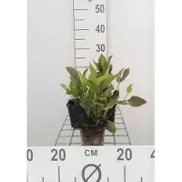 GRDplanten 6 x Omphalodes verna - Omphalodes - Topf 9 x 9 cm