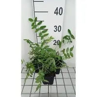 GRDplanten 6 x Galega officinalis - Galega - Topf 9 x 9 cm