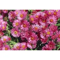 GRDplanten 6 x Aster n.-a. 'Andenken An A. Pötschke' - Herbstaster - Topf 9 x 9 cm