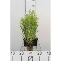 GRDplanten 6 x Solidago hybr. 'Goldkind' ('golden baby') - Goldrute - Topf 9 x 9 cm