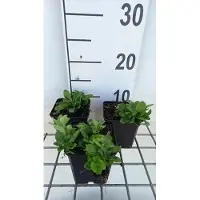 GRDplanten 6 x Phlox stol. 'Alba' - Flammenblume - Topf 9 x 9 cm
