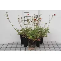 GRDplanten 6 x Potentilla atrosanguinea - Fingerstrauch - Topf 9 x 9 cm