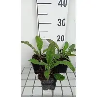 GRDplanten 6 x Echinops bann. 'Blue Globe' - Kugeldistel - Topf 9 x 9 cm
