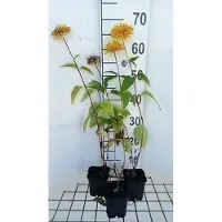 GRDplanten 6 x Heliopsis hel. 'Goldgefieder' - Heliopsis - Topf 9 x 9 cm