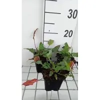 GRDplanten 6 x Persicaria ampl. 'Pink Elephant' - Kerzenknöterich - Topf 9 x 9 cm