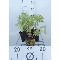GRDplanten 6 x Delphinium (p) 'Astolat' - Rittersporn - Topf 9 x 9 cm
