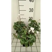 GRDplanten 6 x Cyclamen hed. 'White Pearls' - Frühlings - Topf 9 x 9 cm