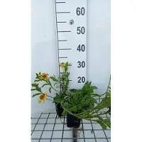 GRDplanten 6 x Helenium aut. 'Pumilum Magnificum' - Sonnenbraut - Topf 9 x 9 cm