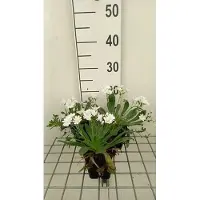 GRDplanten 6 x Lewisia cotyledon - Lewisia - Topf 9 x 9 cm