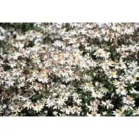 GRDplanten 6 x Aster divaricatus - Herbstaster - Topf 9 x 9 cm