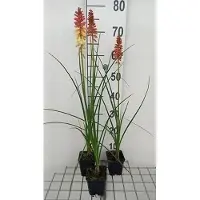GRDplanten 6 x Kniphofia hybr. 'Rocket's Red Glare' (pyromania se - Fackellilie - Topf 9 x 9 cm