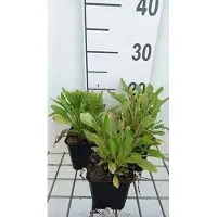 GRDplanten 6 x Coreopsis grand. 'Early Sunrise' - Mädchenauge - Topf 9 x 9 cm