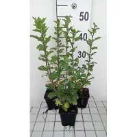 GRDplanten 6 x Chrysanthemum hybr. 'Poesie' - Chrysantheme - Topf 9 x 9 cm
