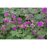 GRDplanten 6 x Geranium macr. 'Bevan's Variety' - Storchenschnabel- Topf 9 x 9 cm