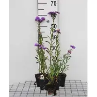 GRDplanten 6 x Erigeron hybr. 'Azure Beauty' - Feinstrahl - Topf 9 x 9 cm