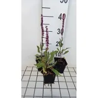 GRDplanten 6 x Salvia nem. 'Caradonna Pink Inspiration' - Sternmoos - Topf 9 x 9 cm