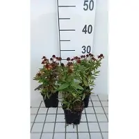 GRDplanten 6 x Helenium hybr. 'Red Jewel' - Sonnenbraut - Topf 9 x 9 cm