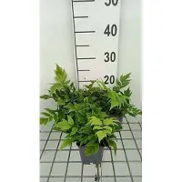 GRDplanten 6 x Cyrtomium fort. 'Clivicola' - Glanzschildfarn 'Clivicola' - Topf 9 x 9 cm