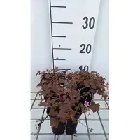GRDplanten 6 x Geranium hybr. 'Bob's Blunder' - Storchenschnabel- Topf 9 x 9 cm