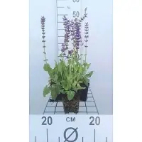 GRDplanten 6 x Salvia nem. 'Mainacht' ('maynight') - Sternmoos - Topf 9 x 9 cm