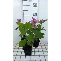 GRDplanten 6 x Chelone obliqua - Schlangenkopf - Topf 9 x 9 cm