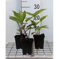 GRDplanten 6 x Echinacea purp. 'Leuchtstern' - Sonnenhut - Topf 9 x 9 cm