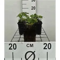 GRDplanten 6 x Geranium renardii - Storchenschnabel- Topf 9 x 9 cm
