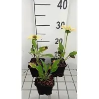 GRDplanten 6 x Echinacea purp. 'Chiquita' - Sonnenhut - Topf 9 x 9 cm